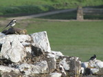 SX05474 Pied Wagtails sitting on wall (Motacilla alba yarrellii).jpg